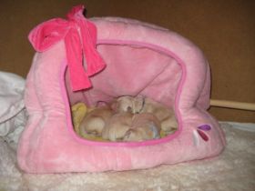 welpen_Caja (1).jpg